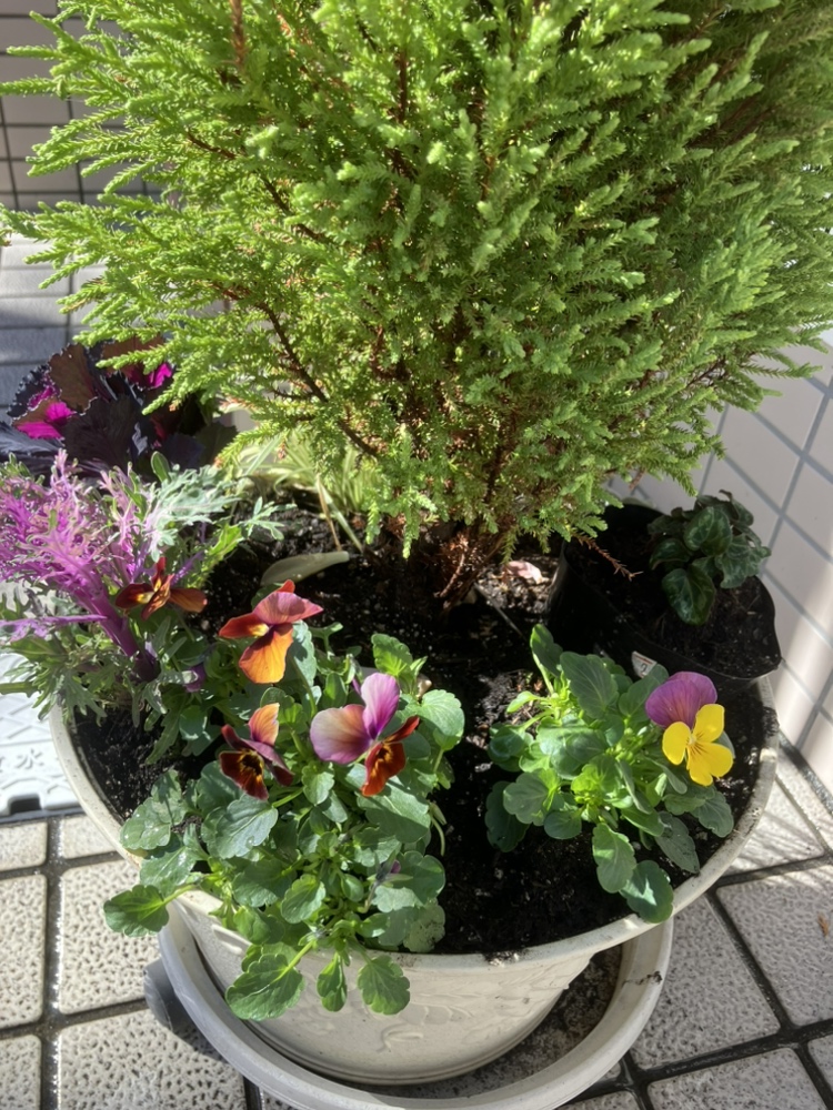 鉢植え、冬仕様になりました