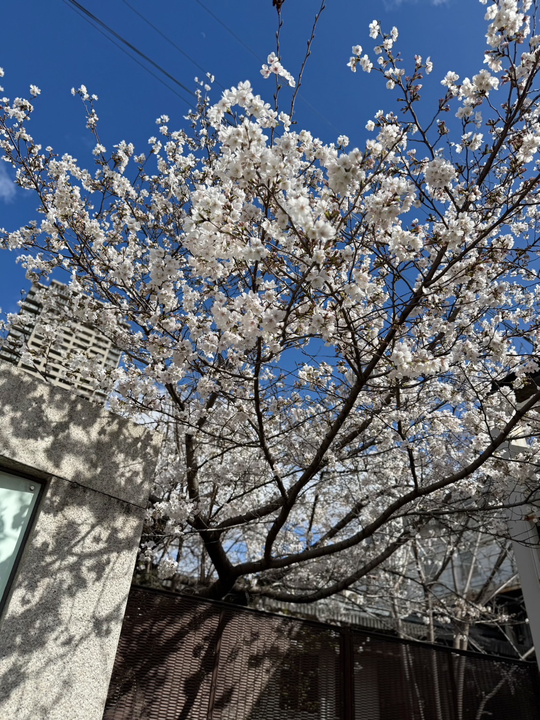 桜が見頃ですね！