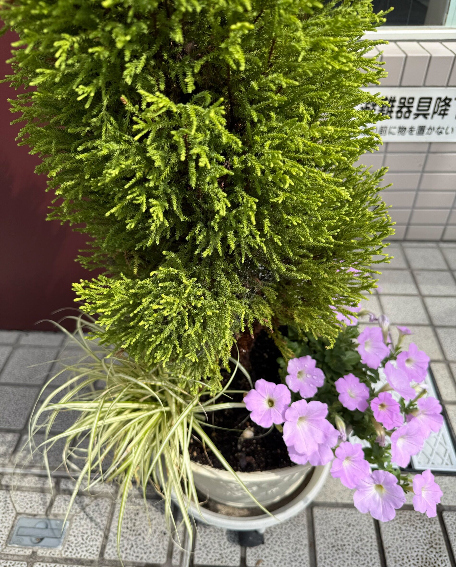 寄せ植えチェンジしました
