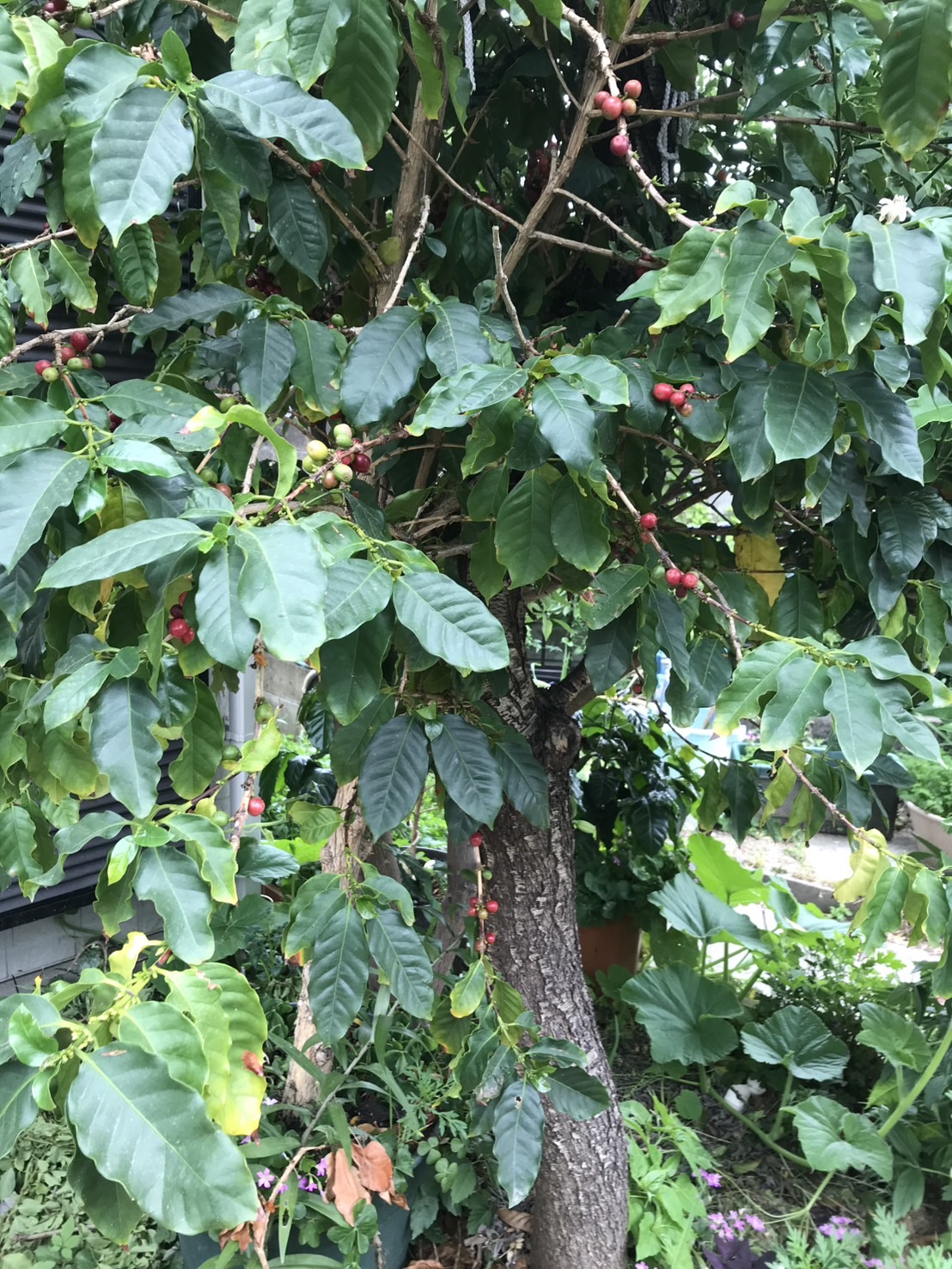 🌱お客様のお庭にコーヒーの木！？